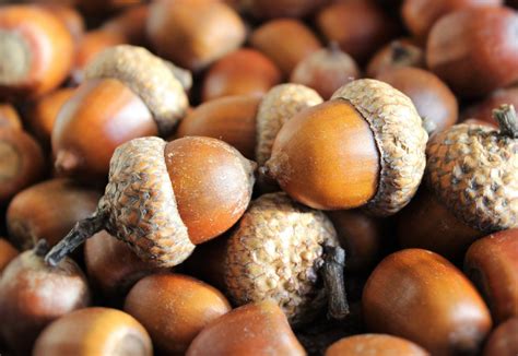 Acorns: You Can Totally Eat These Things – Anew Green