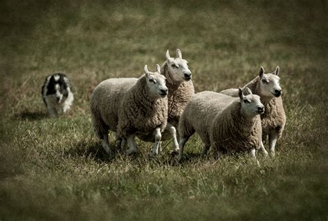 Dan Routh Photography: Herding Sheep