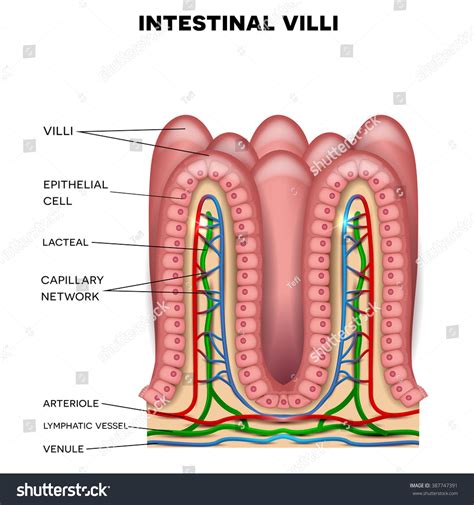 315 Villus Structure Images, Stock Photos & Vectors | Shutterstock