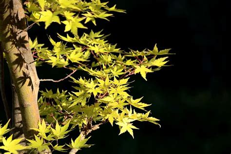 Yellow Maple Leaves In Fall | Maple leaf, Free stock photos, Picture