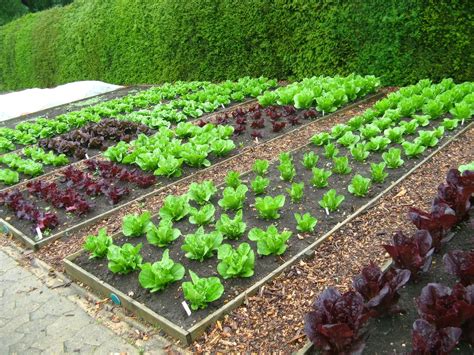 Here Are 50 Simplest Layouts Of "Salad Garden" That Any House Can Do To ...