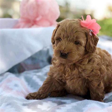 Teacup Goldendoodles - Goldendoodle, Cavapoo, Labradoodle, Puppies for sale, Precious Doodle Dogs