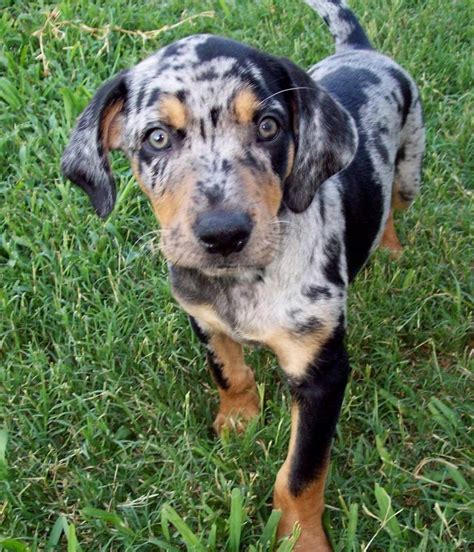 Louisiana Catahoula Leopard Dog | Pets Amino