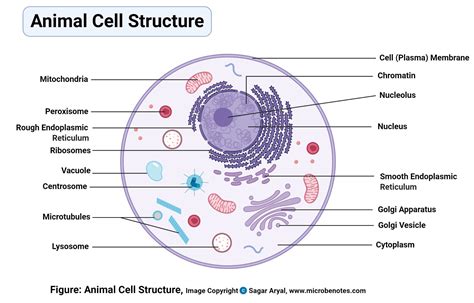 Animal Cell- Definition, Structure, Parts, Functions, Labeled Diagram