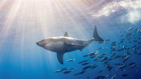 Great White Shark Wallpapers HD - Wallpaper Cave