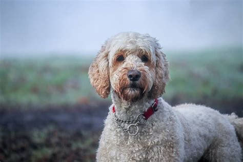 Labradoodle: Dog breed characteristics & care