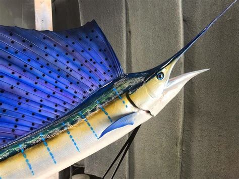 Sailfish Mounts and Replicas Made in America - New Wave Taxidermy