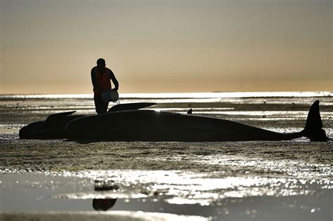 More than 200 whales swim away after New Zealand stranding - Chicago ...