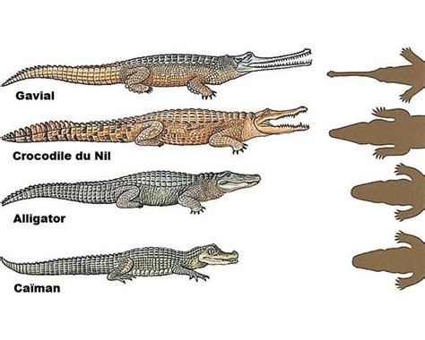 Les crocodiliens. Gavial : museau long et fin, peu dangereux. Crocodile : on voit toutes les ...