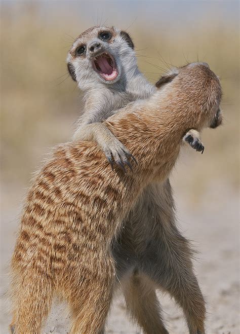 Meerkats Play Fighting | Sean Crane Photography