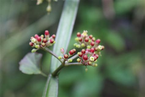 Cissus quadrangularis L. | Plants of the World Online | Kew Science