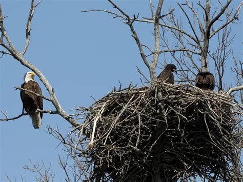 Productive Bald Eagle Nest | Monitored Bald Eagle nest in Sa… | Flickr