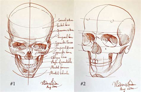 Skull Drawing Angle View