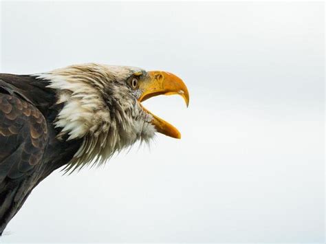 10 Birds that look like Bald Eagles (With Photos) - BirdieExpert