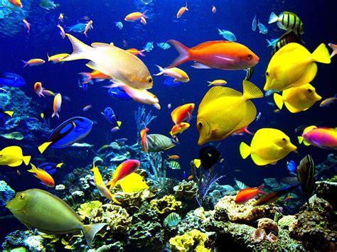 Download Colorful Beautiful Fish Wallpaper | Wallpapers.com