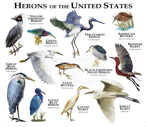 Types of Herons Found in the United States – Nature Blog Network