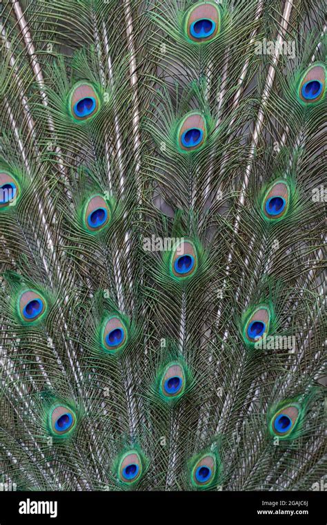 Tail feathers of an Indian Peafowl Stock Photo - Alamy