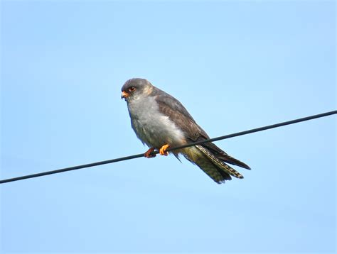 Archie's Peaky Birders Blog: The RED-FOOTED FALCON in Staffordshire