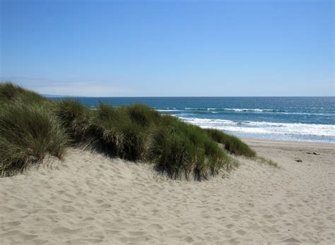 Invasive Species: European Beachgrass