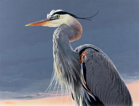 Great Blue Heron Painting by Shawn Shea - Fine Art America