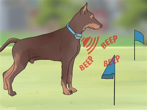 3 Ways to Install an Underground Dog Fence - wikiHow