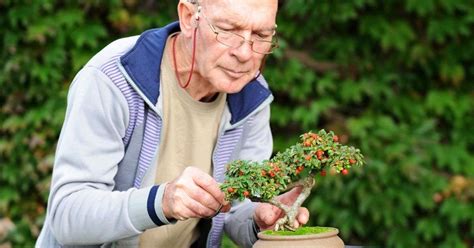 Pruning Bonsai Trees for Beginners