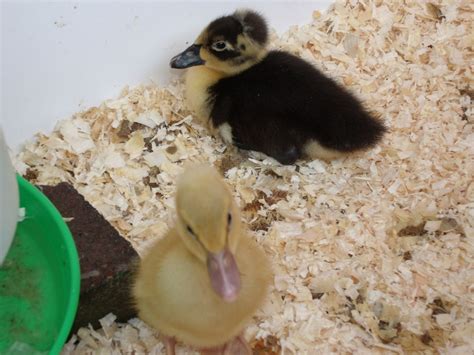 Breed ID please - new baby ducks | BackYard Chickens