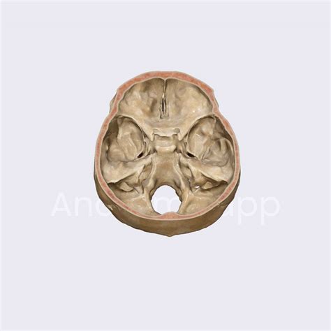 Skull Foramina Mnemonics Head And Neck Mnemonics Cranial Foramina | My XXX Hot Girl