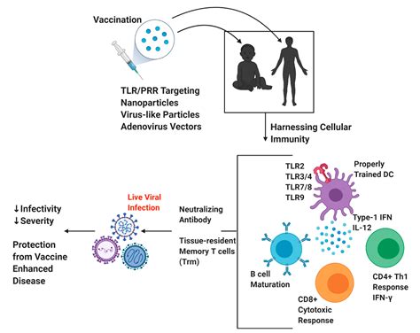 Vaccines | Free Full-Text | Harnessing Cellular Immunity for ...