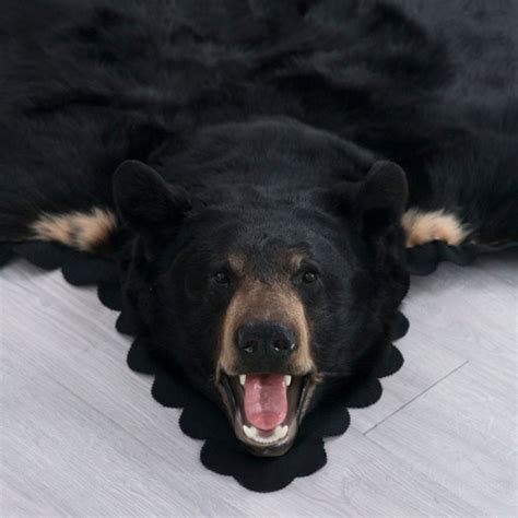 5 Feet 2 Inches (157 cm) Black Bear Rug 18028100362