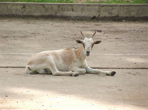 Senegal: Wild Animal Safari in Senegal