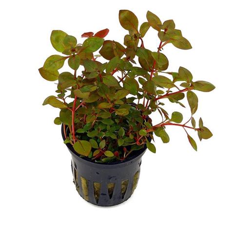 Ludwigia palustris "Super Red" – GardenAquaria