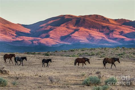 Wild Horses at Sunset Photograph by Webb Canepa - Fine Art America