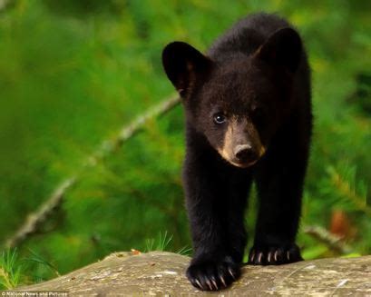 American Black Bear - Look Over There...Its A Taiga!