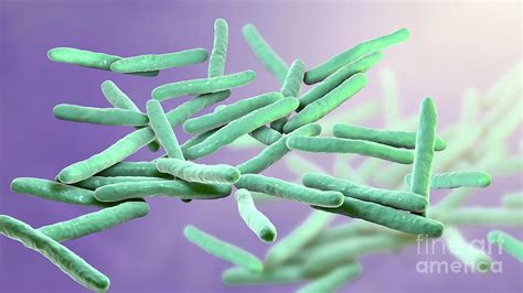 Leprosy Bacteria Photograph by Kateryna Kon/science Photo Library - Pixels