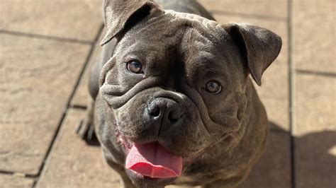 Micro Bully: The Miniature American Bully Breed Guide