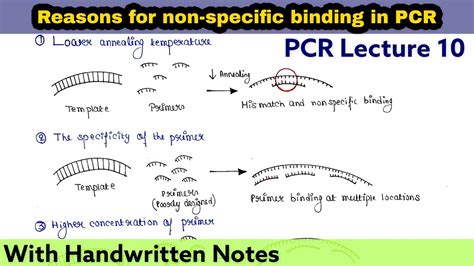 Reasons for non specific binding in PCR | PCR Lecture series - YouTube