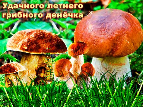 Postcard card mushrooms cartoons - free greetings on Fonwall