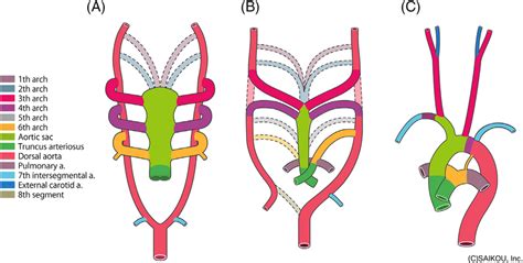 Development of the aortic system. A, The first arch forms by day 24 and ...