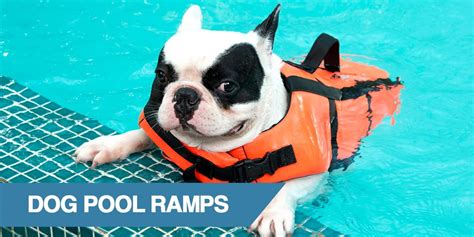 4 Best Dog Pool Ramp Reviews to Keep Your Pet Safe (2020)