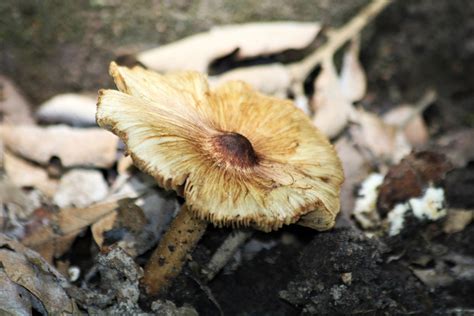 Corn Silk Fiber Head Mushroom Free Stock Photo - Public Domain Pictures