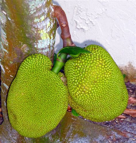 Jackfruit Tree - Sanibel Moorings