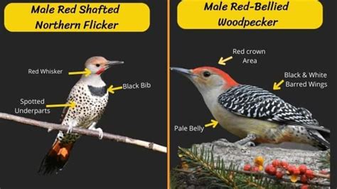 Northern Flicker VS Red-Bellied Woodpecker: Explained!