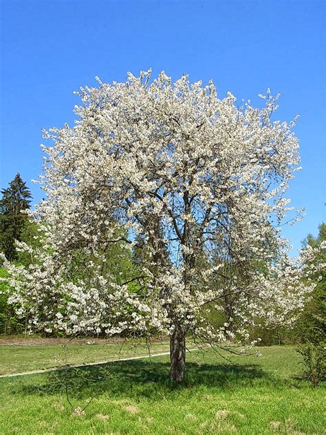 Trees Planet: Prunus avium - Wild Cherry - Gean