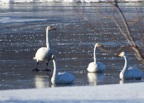 The Wild Swans Whooping Flock - Free photo on Pixabay