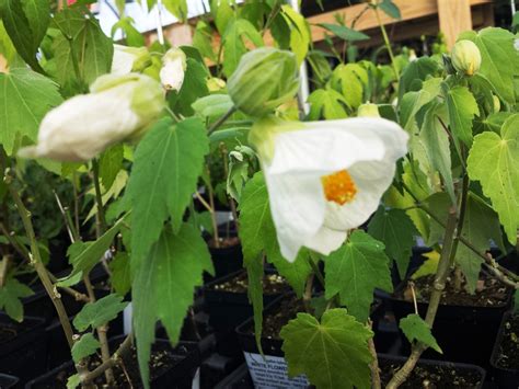 Abutilon White Flowering Maple - ABUTILON OR FLOWERING MAPLE