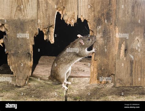 Rats gnawing hi-res stock photography and images - Alamy