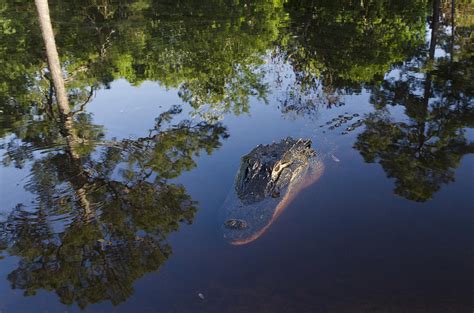 American Alligator In The Okefenokee Swamp Photograph by Pete Oxford