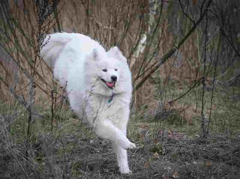 Samoyed Temperament: Loyal fluff balls and smiles