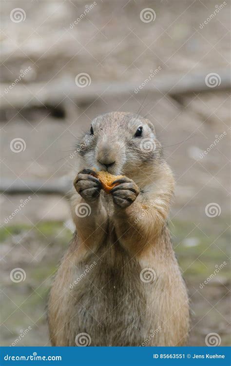 Meerkats is Eating Some Fruit Stock Image - Image of little, eckernfoerde: 85663551